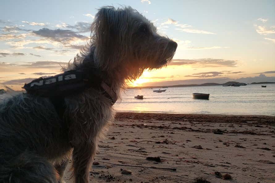 Uma cachorrinha em uma praia ao entardecer