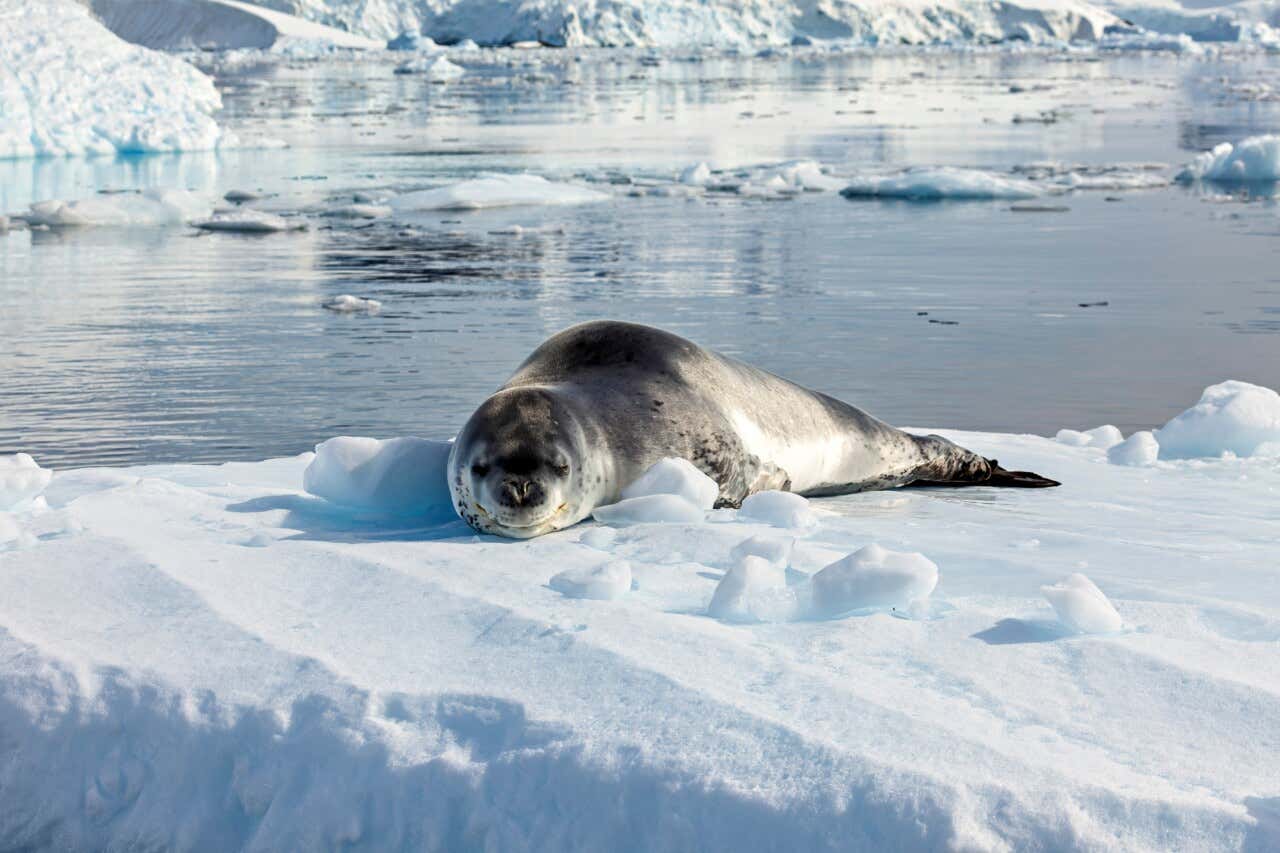 Un ejemplar de foca leopardo sobre el hielo de la Antártida