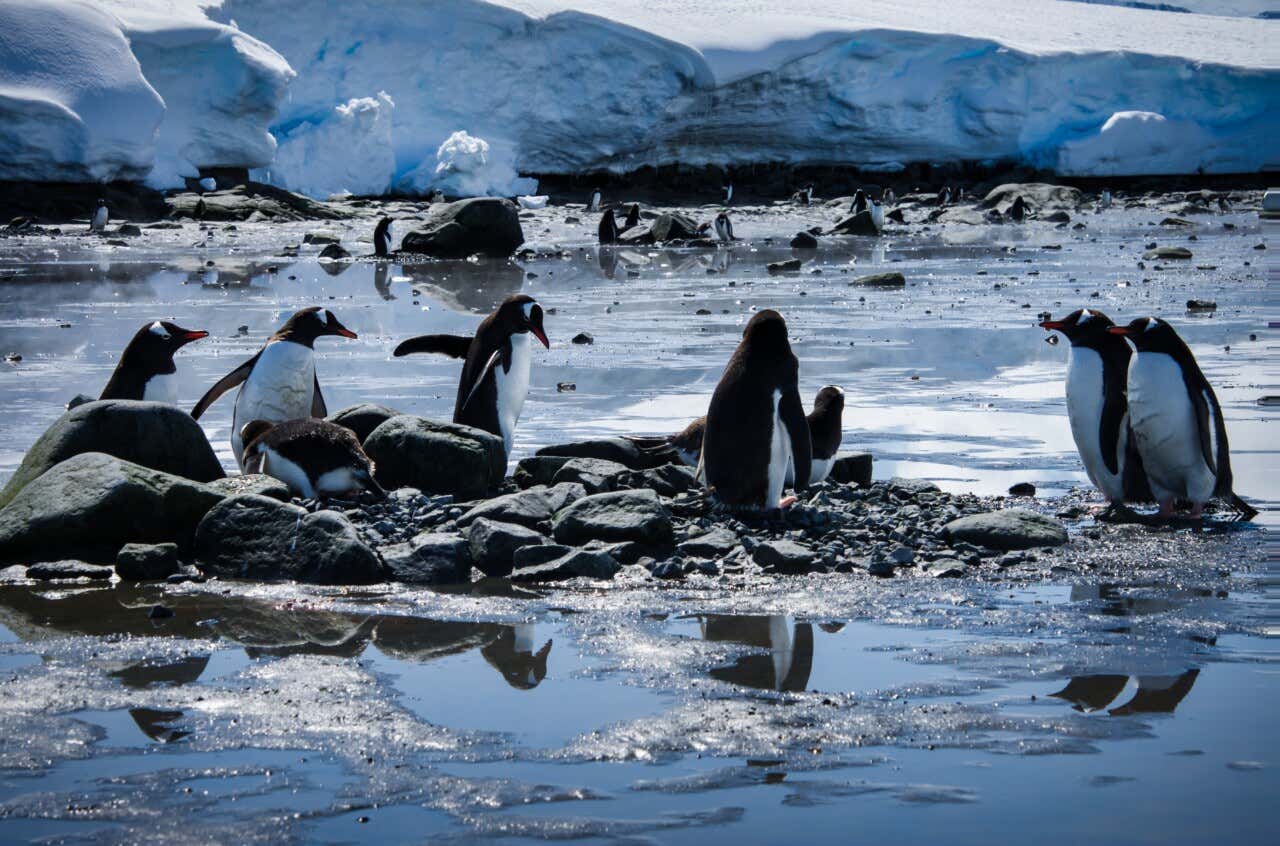 Pingüinos anidando en un paisaje de la Antártida