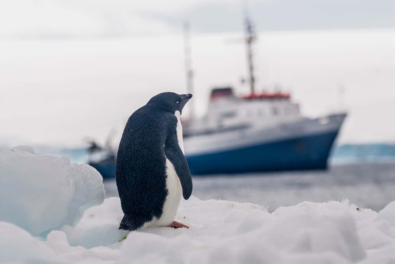 Pingüino en primer plano y al fondo un barco de expedición