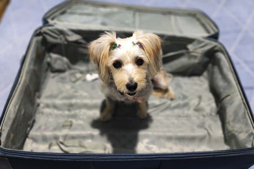 Uma cachorrinha dentro de uma mala