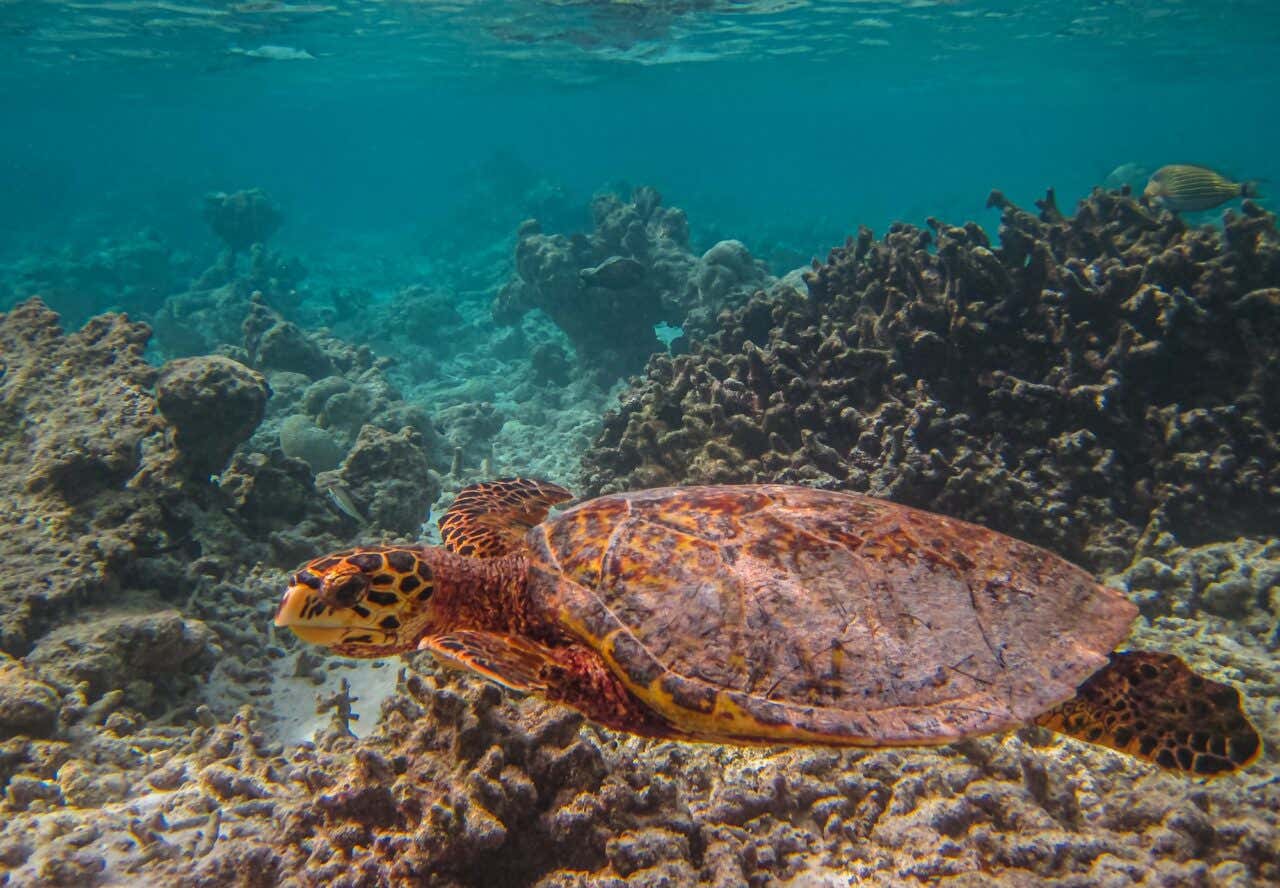 Tartaruga marinha nadando nas águas das Maldivas rodeada de recifes