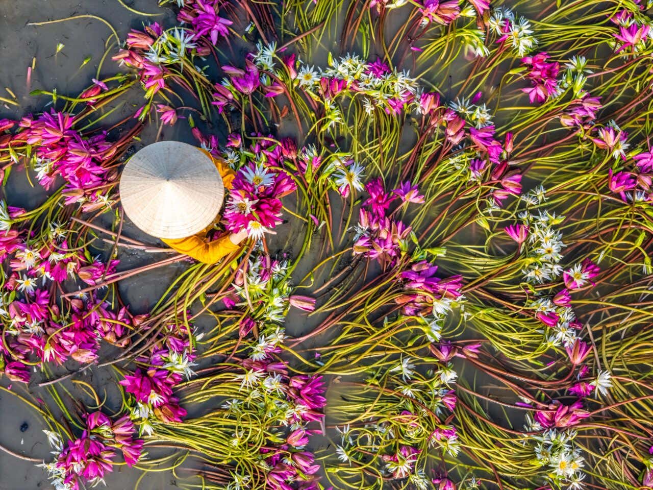 Récolte de nénuphars sur le Mékong, photo prise d'en haut
