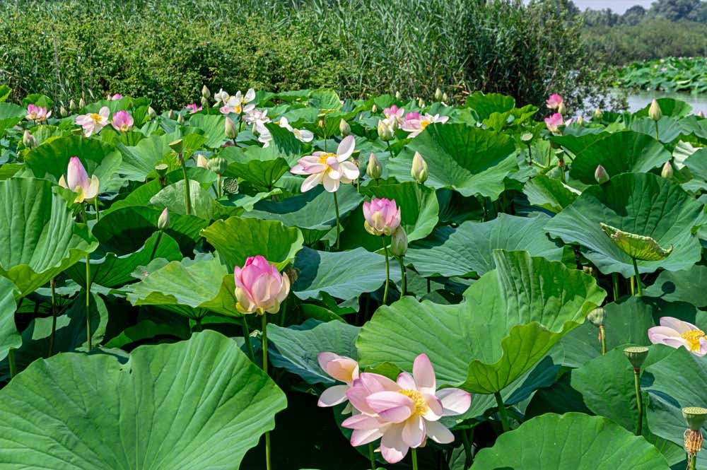 Fiori di loto galleggiano sull'acqua del fiume Mincio immersi nella vegetazione rigogliosa