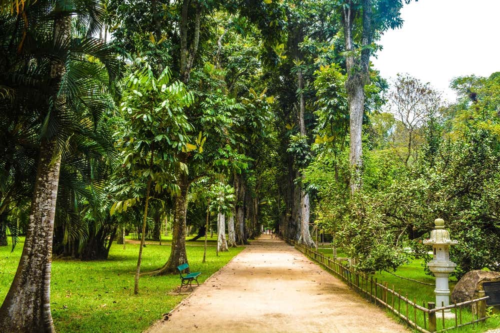 Senderos arbolados del Jardín Botánico de Río de Janeiro