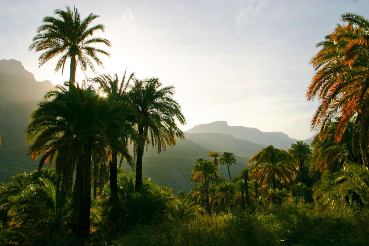 Paisaje de Palmeras en Gran Canaria