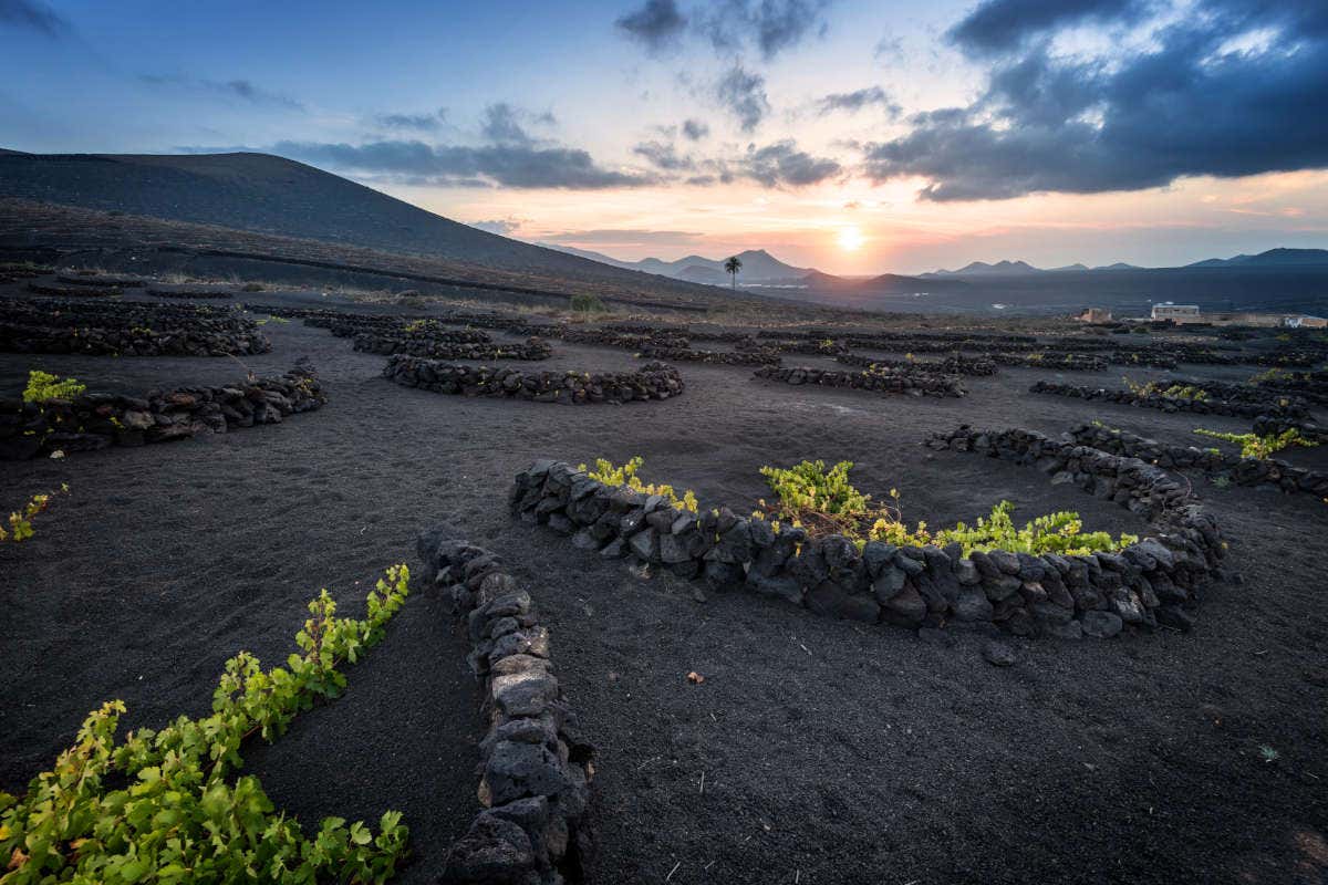 Las Gerias, los viñedos típicos de Lanzarote