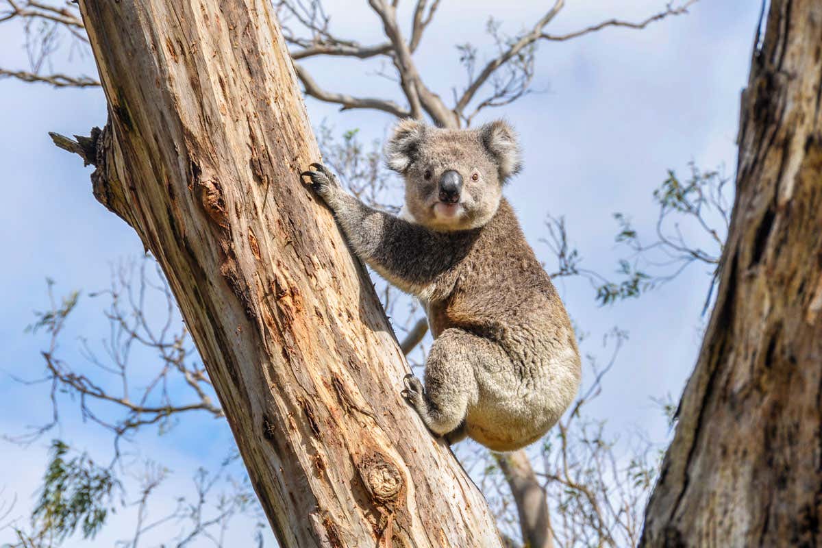 Un koala subido a la rama de un árbol en la Gran Carretera del Océano, en Victoria
