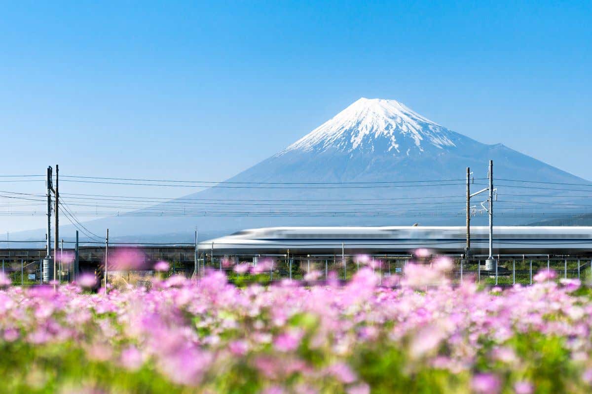 Tren bala o Shinkansen pasando por un paisaje con flores y el monte Fuji de fondo 