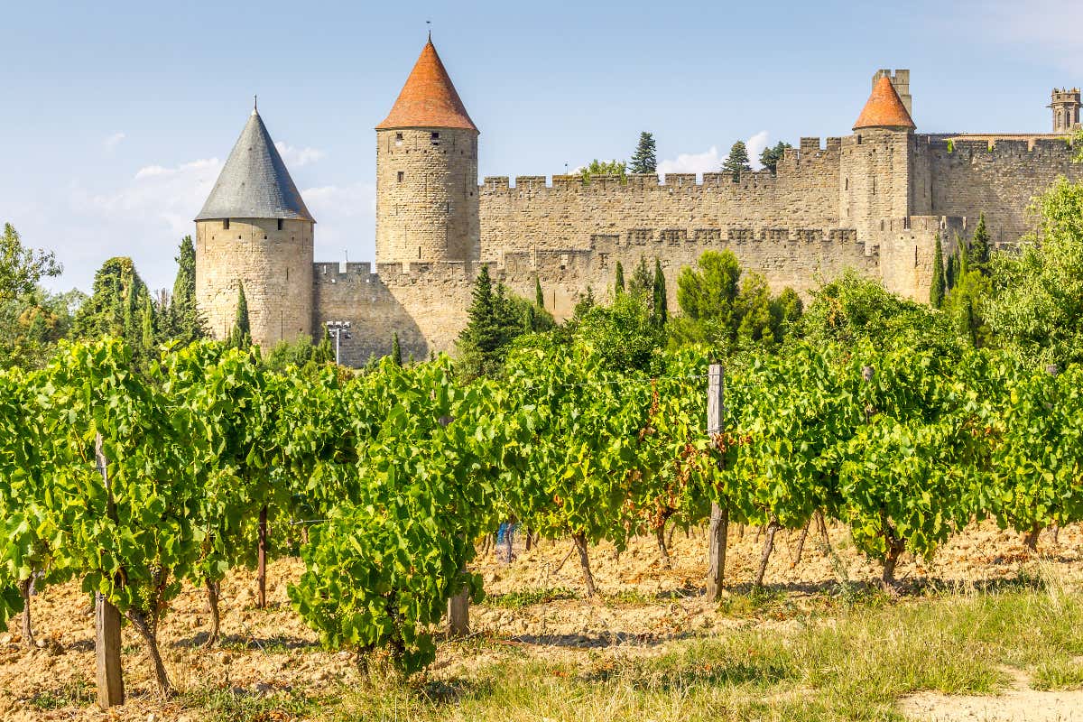Viñedos situados a los pies de unas murallas