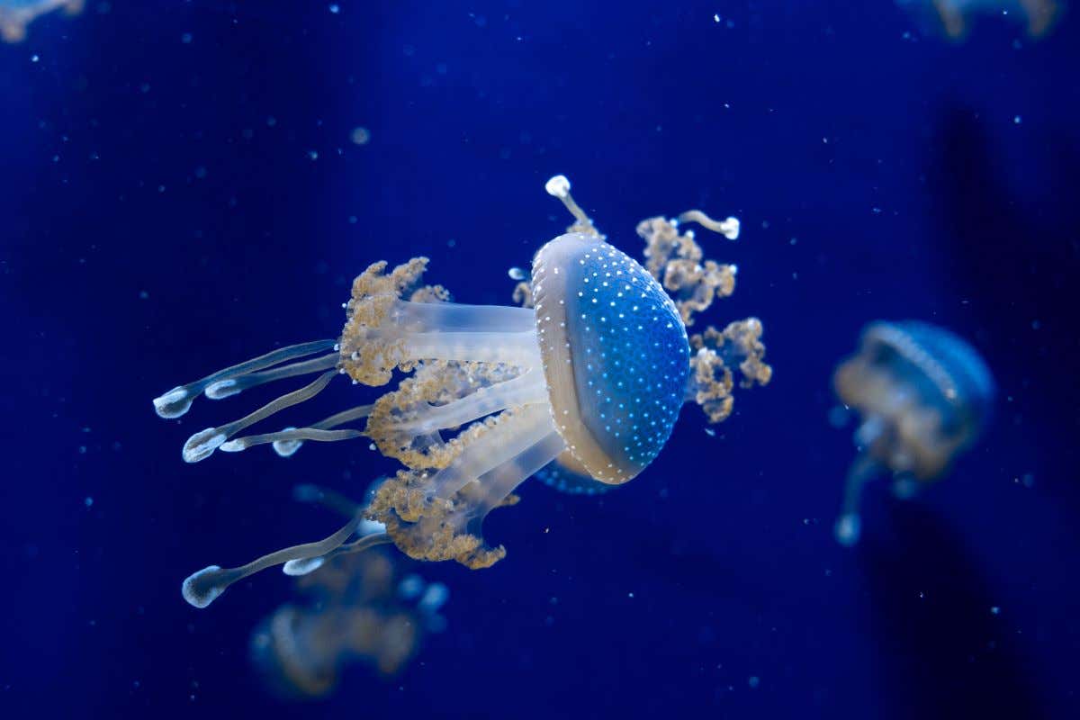 Medusa de puntos blancos nadando a través de una vitrina de un museo 