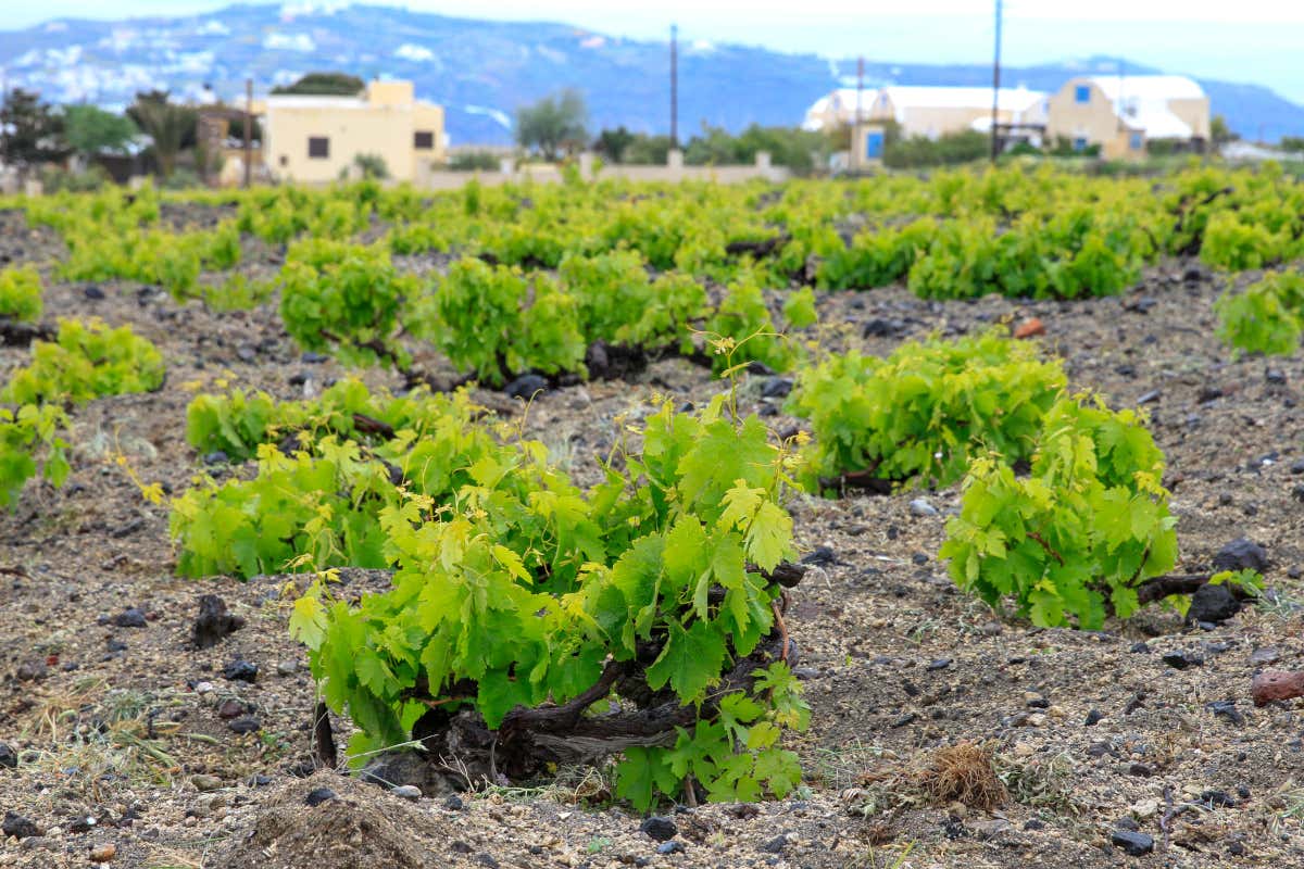 Vignes à Santorin