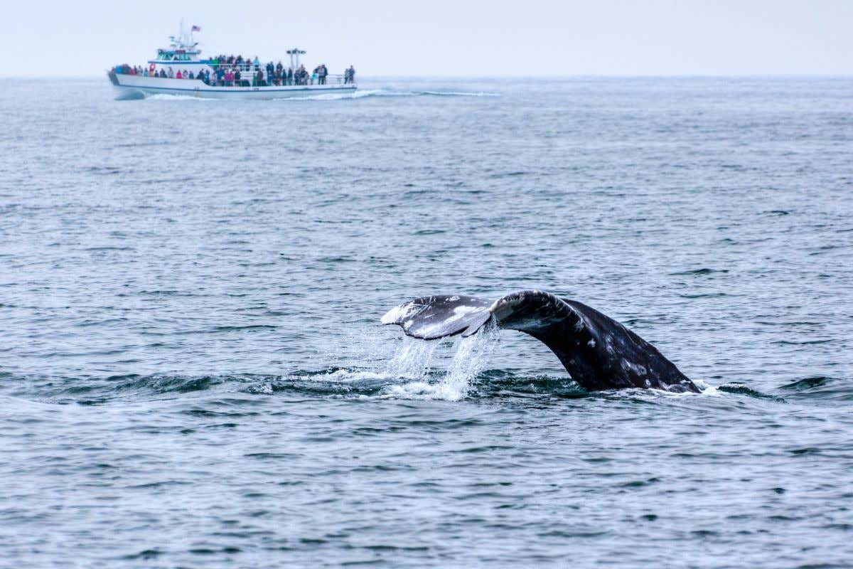 A whale swimming with a boat in the distance.
