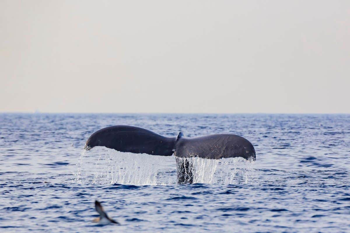 A whale tail appearing in the sea.