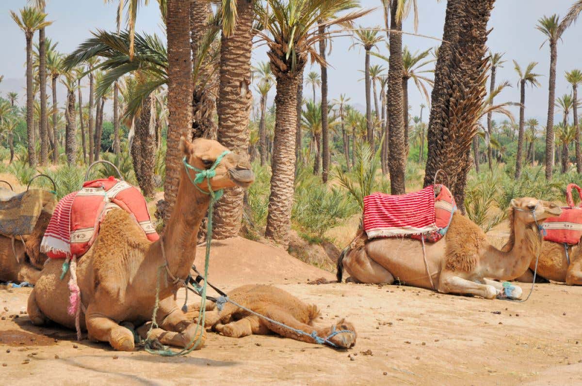 Camels resting in a palm grove in Morocco.