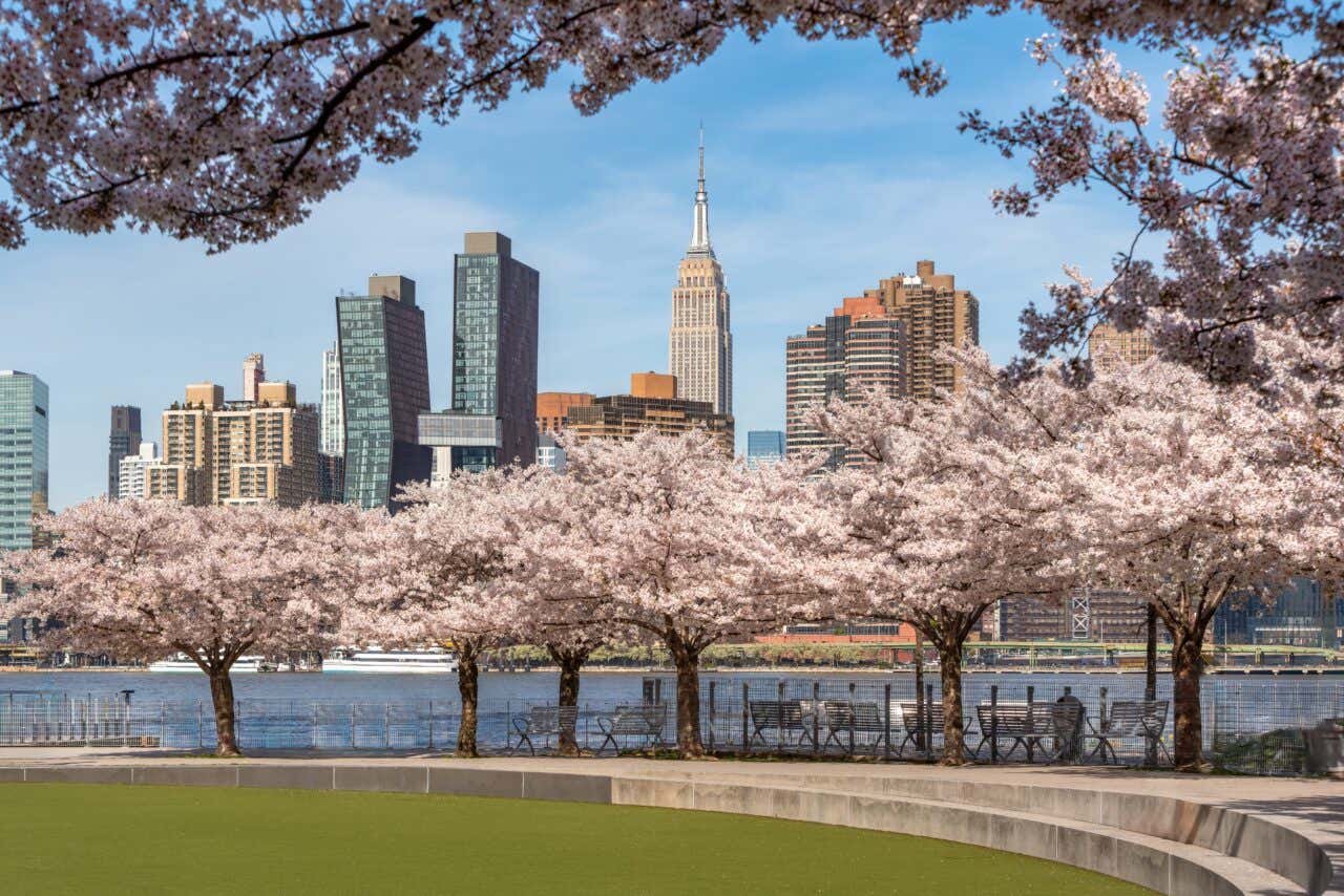 A green space and a pond with blossoming trees in Central Park with skyscrapers in the background.