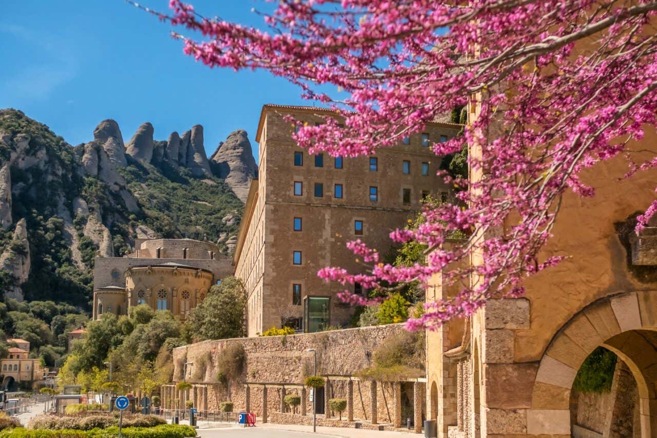 Montserrat Monastery with mountain behind and a pink blooming cherry tree in front.