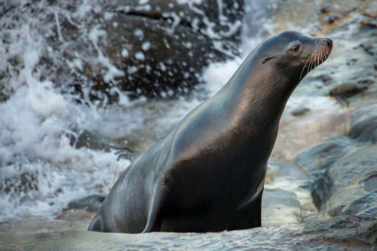 A sea lion in California.