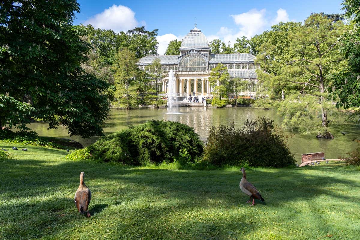 Deux canards près d'un étang avec le Palacio de Cristal du Retiro à Madrid en arrière-plan