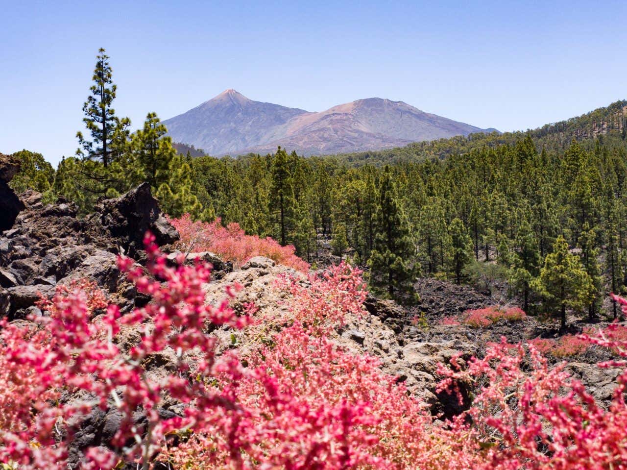 A view of the Teide in Tenerife as seen from a valley with flowers and pine trees.