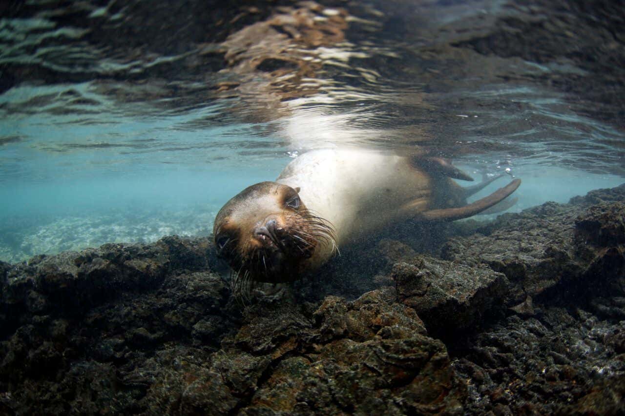 Un leone marino in primo piano sul fondo roccioso del mare