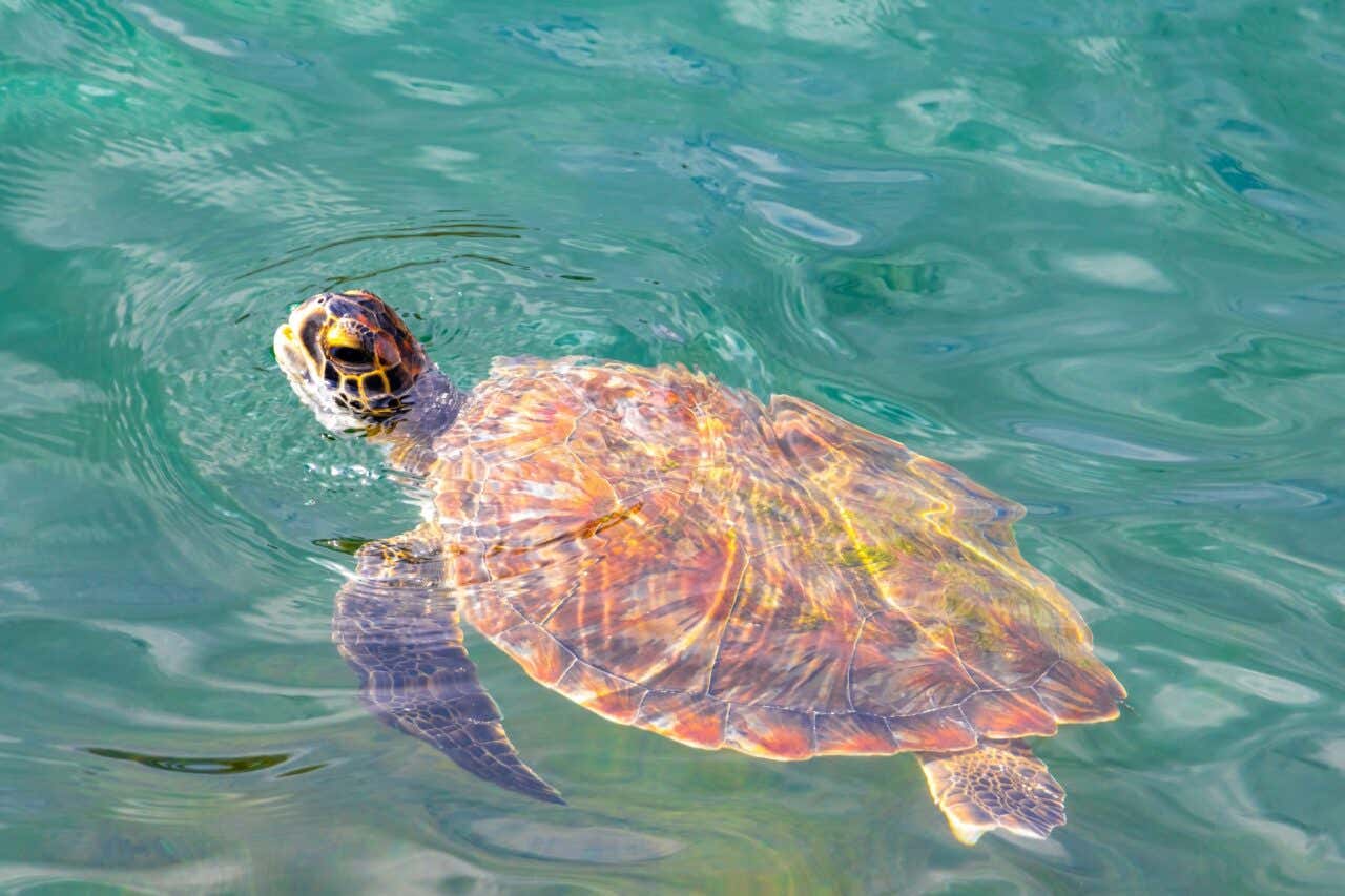 Tartarugas marinhas nadam até a superfície da água para respirar em Angra dos Reis