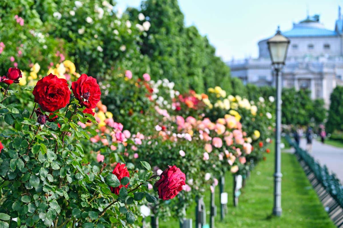 Detalle de unas flores en un jardín de un palacio imperial en Viena