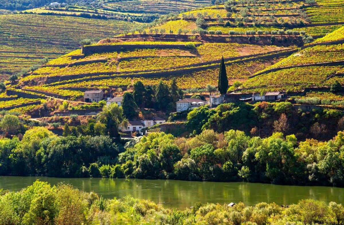 Viñedos del Valle del Duero