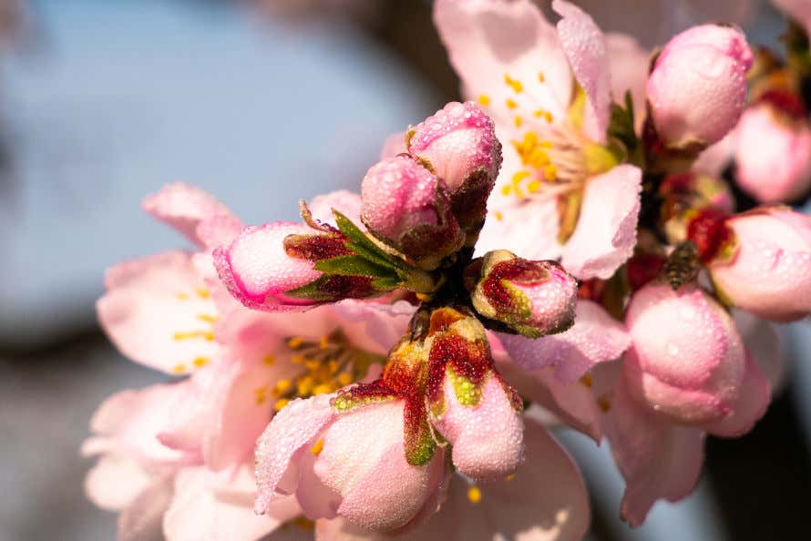 Un almendor en flor