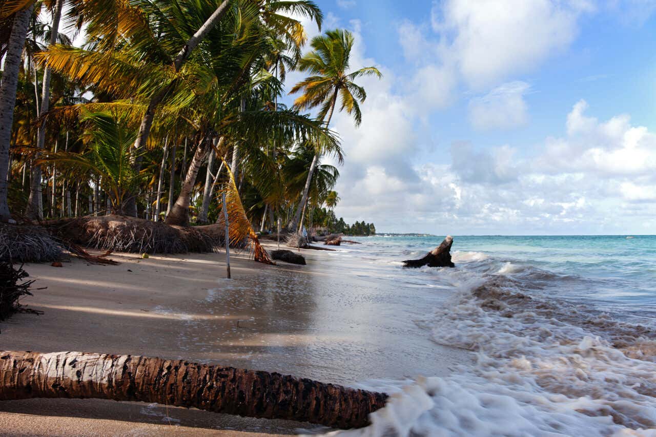 Coqueiros na Praia de Xeréu em Maragogi