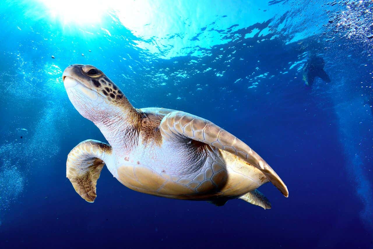 Tortue marine dans les eaux de Tenerife
