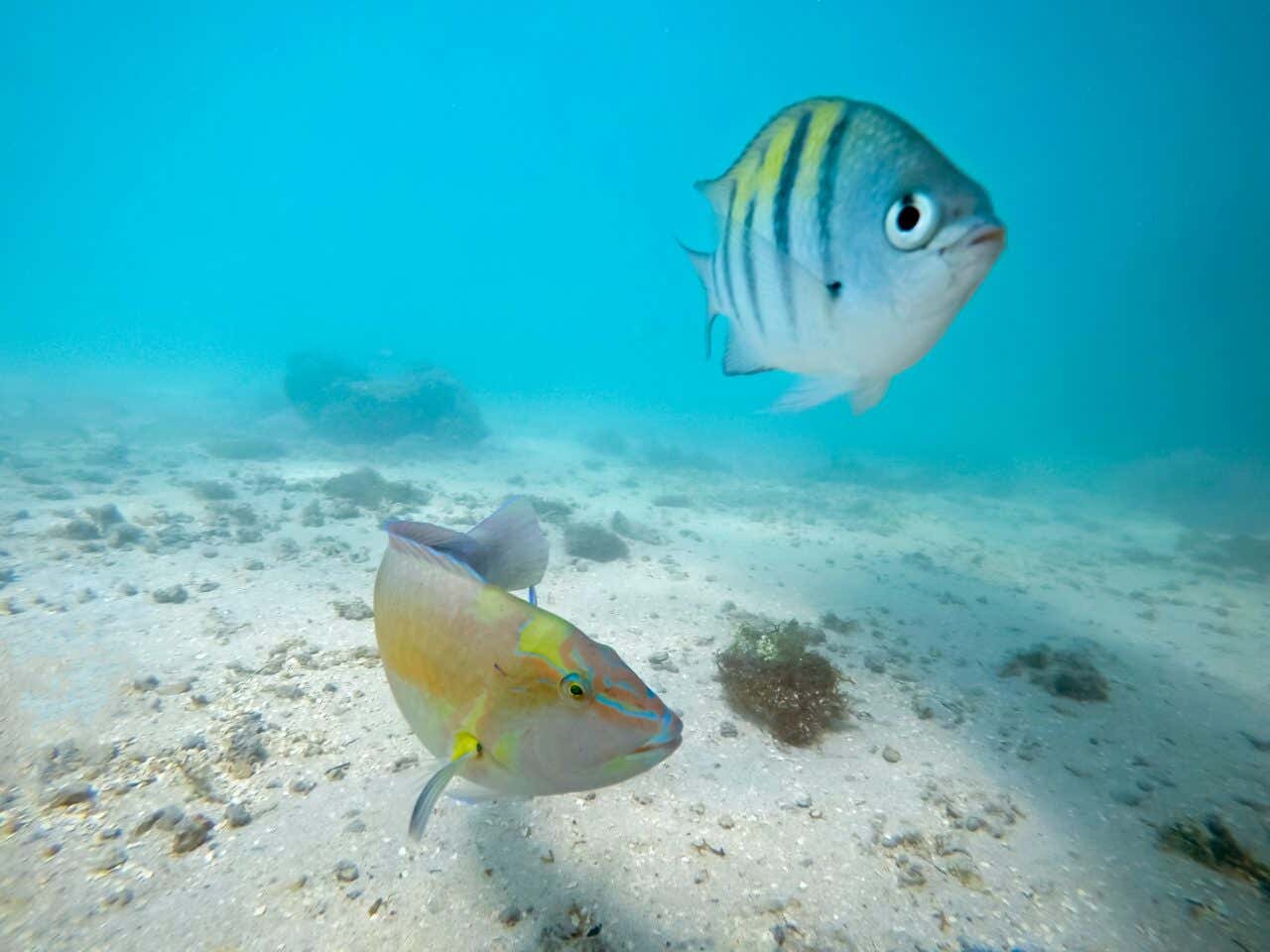 Um dos peixinhos coloridos avistados em Maragogi