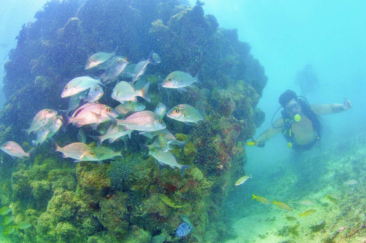 Um homem mergulhando entre corais e peixes coloridos em Maragogi