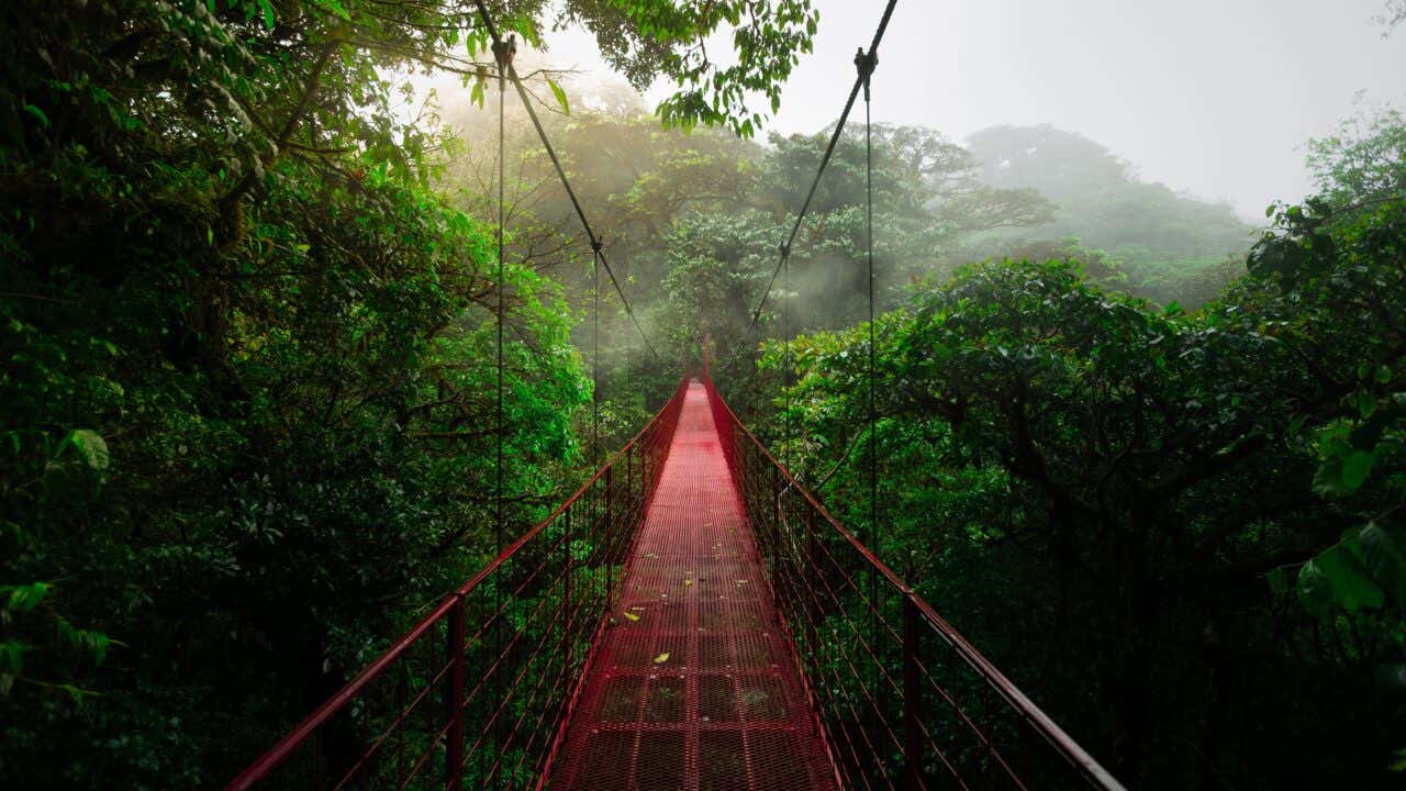 Pont suspendu rouge au-dessus de la canopée dans la forêt de nuages de Monteverde