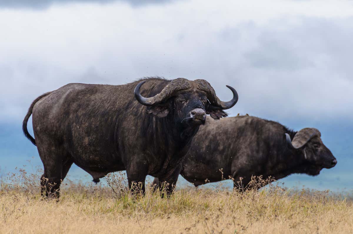 Dos búfalos en el Área de Conservación del Ngorongoro en Tanzania.