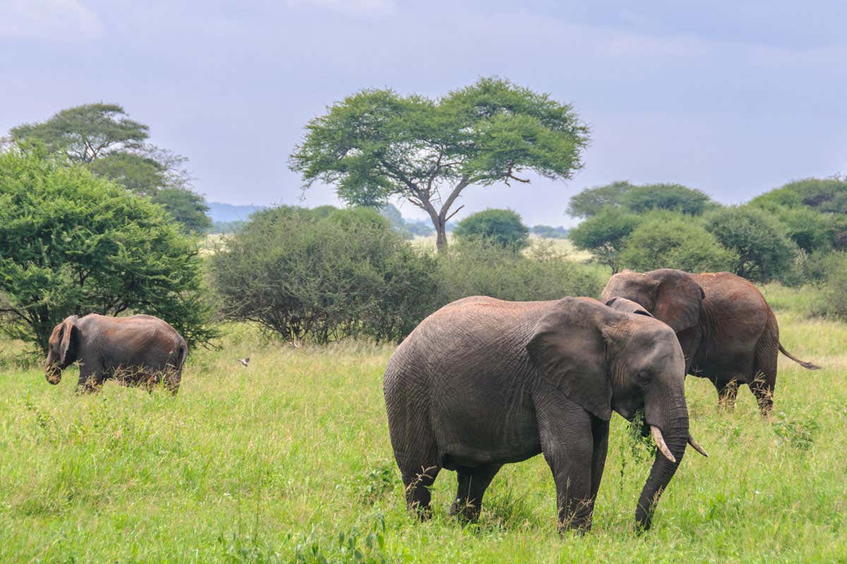 Tres elefantes en el Parque Nacional de Tarangire.