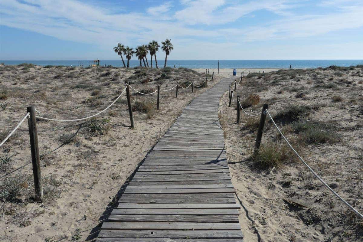 Pasarela de madera en una playa desierta con palmeras al fondo en un día despejado
