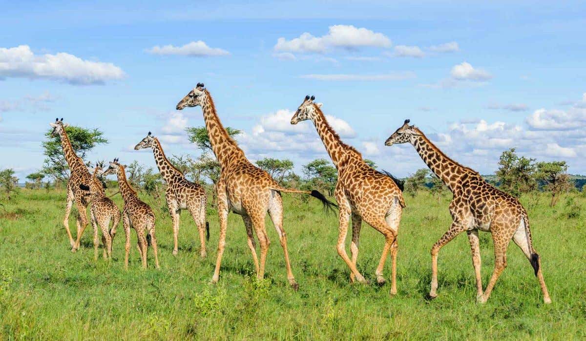 Jiradas en el Parque Nacional de Serengeti.