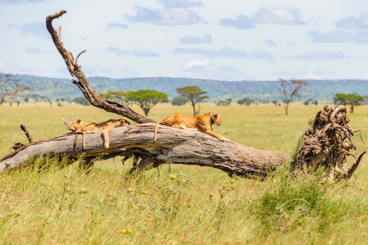 Leones encima de un tronco en el Parque Nacional de Serengeti en Tanzania.