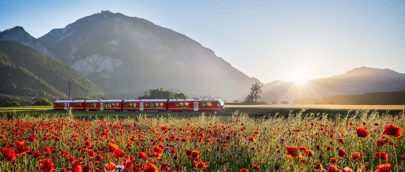 Un tren de color rojo recorriendo un paraje de amapolas en el interior de Suiza