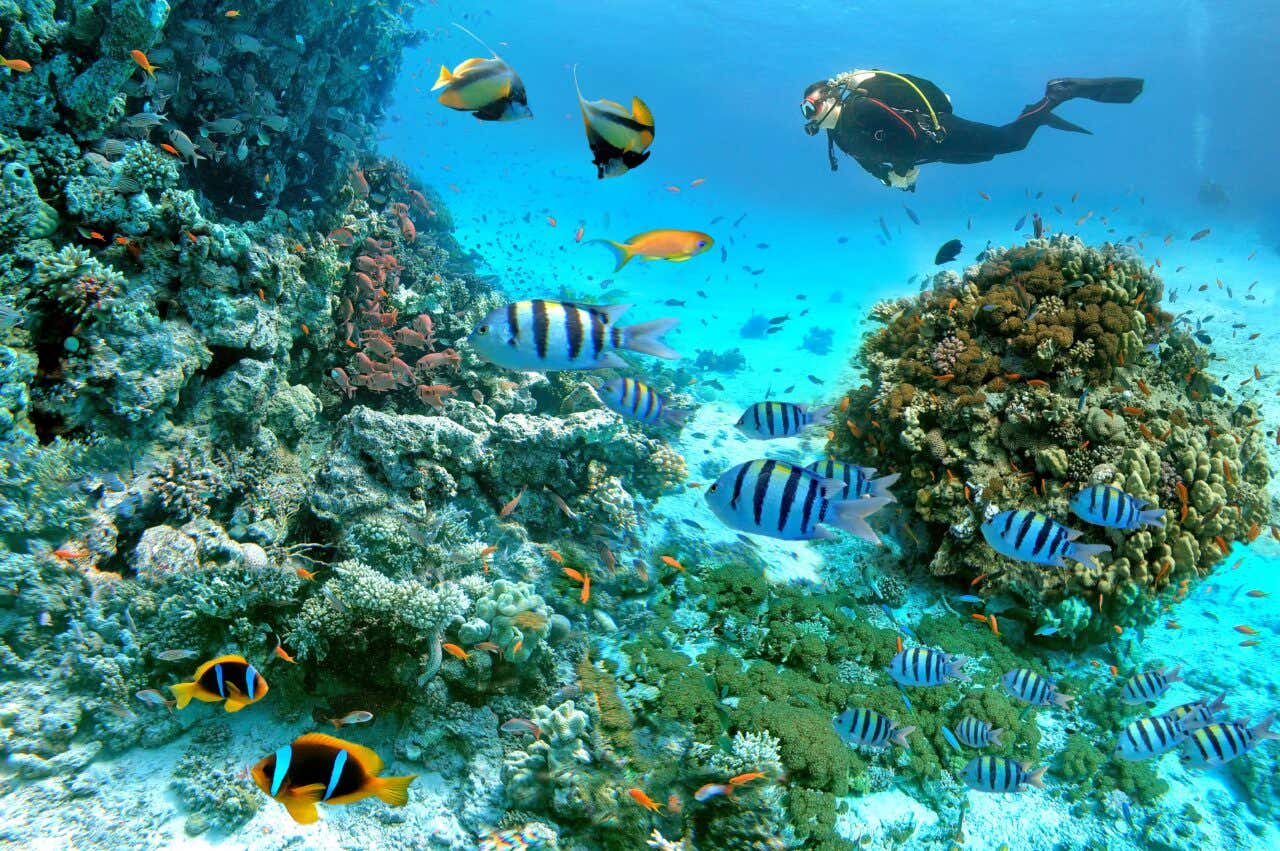 Un plongeur nage parmi les coraux et les poissons colorés à Hurghada