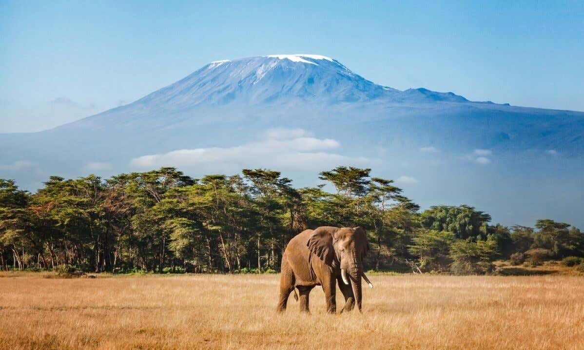 Un elefante en Tanzania con vegetación y el monte Kilimanjaro en la distancia.