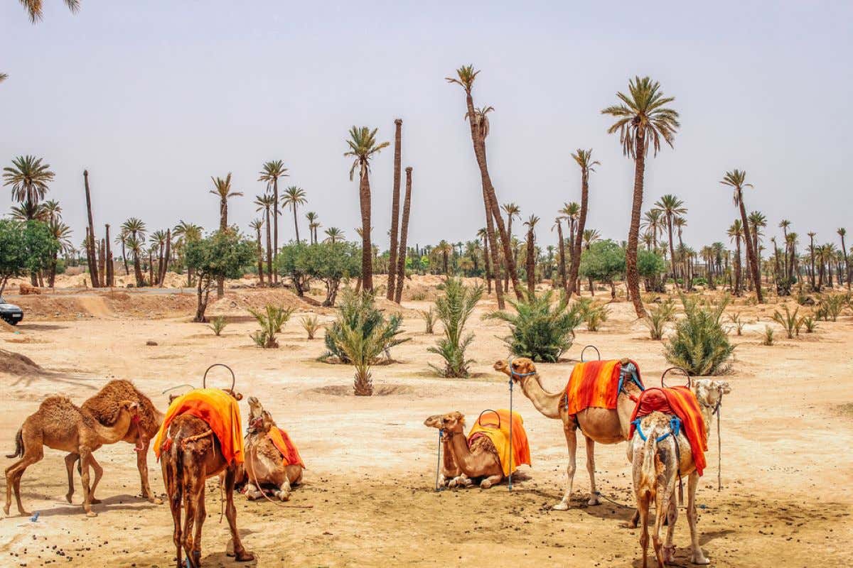 Camels at the Palm Grove in Marrakech.