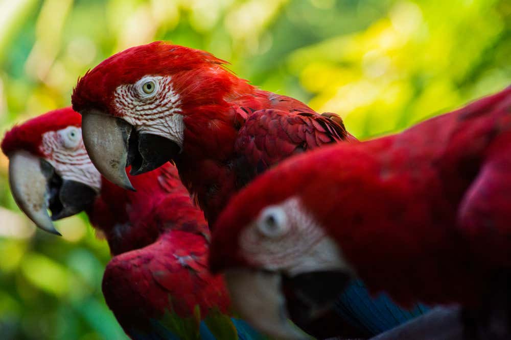 Red macaws among the vegetation at Bioparque Temaikèn, Argentina