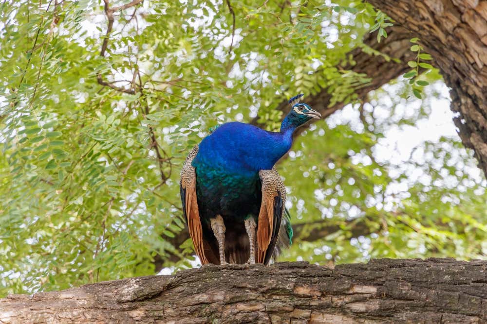 A peacock among the vegetation at Ecoparque Buenos Aires