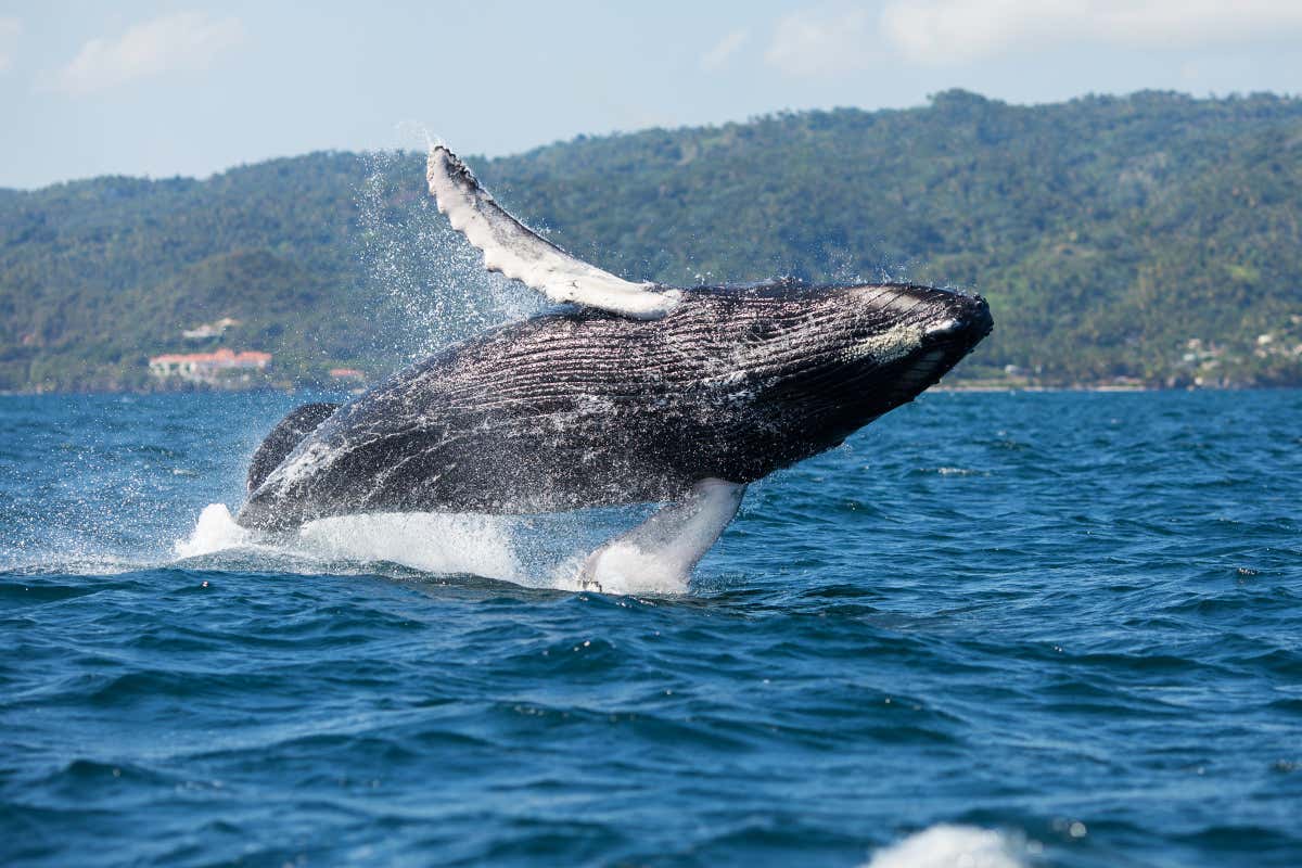 Cetáceo visto en un tour de avistamiento de ballenas, uno de los mejores planes que hacer en Samanaá, República Dominicana