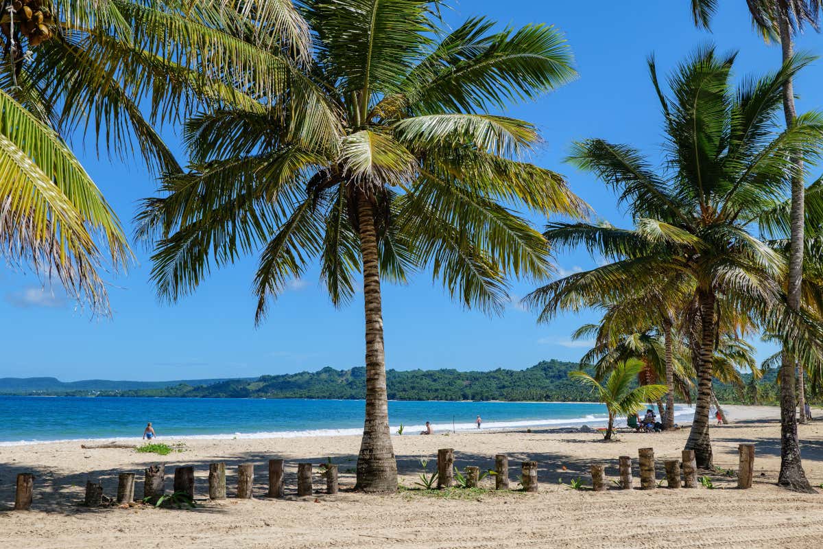 Palmeras junto a la costa de una playa caribeña