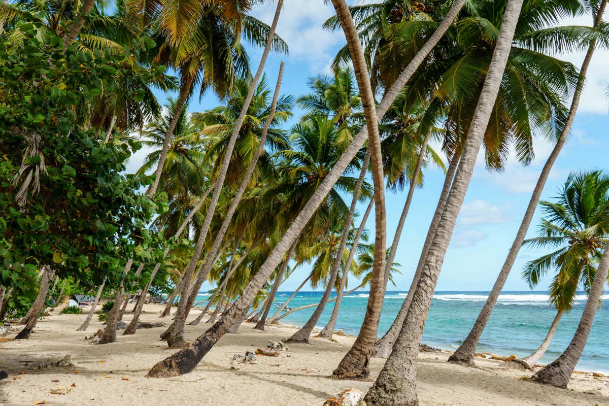 Playa con palmeras en un entorno virgen del Caribe