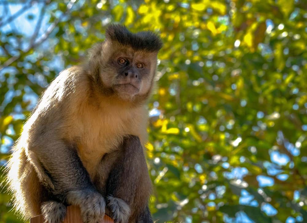 Detalhe de um macaco-prego-amarelo em seu habitat