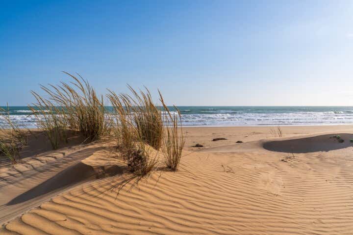 Scorcio naturalistico delle dune di sabbia dorata di Punta Pisciotto a Sampieri. In primo piano, la sabbia fine presenta ondine regolari modellate dal vento ed è punteggiata da alti ciuffi di vegetazione dunale dorata e flessuosa. Sullo sfondo si stende una spiaggia vuota che incontra un mare calmo con leggere onde dalla schiuma bianca, sotto un cielo azzurro e limpido illuminato da una forte luce solare